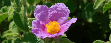 Brškin (Cistus)